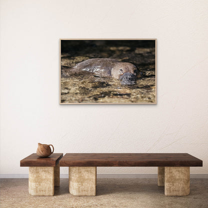 Platypus Tasmanian Creek Wall Art Decor 100% Australian Made