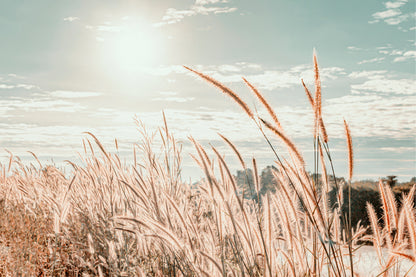 Soft Aesthetic Boho Pampas Grass with Golden Sunset Wall Art Decor 100% Australian Made