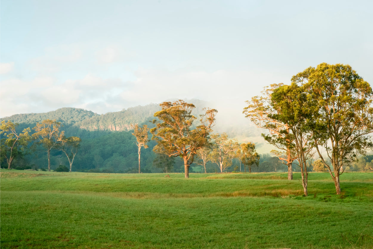 Australian Gum Trees Field Hills Wall Art Decor 100% Australian Made