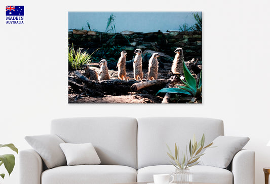 Meerkats at Taronga Zoo Sydney Wall Art Decor 100% Australian Made