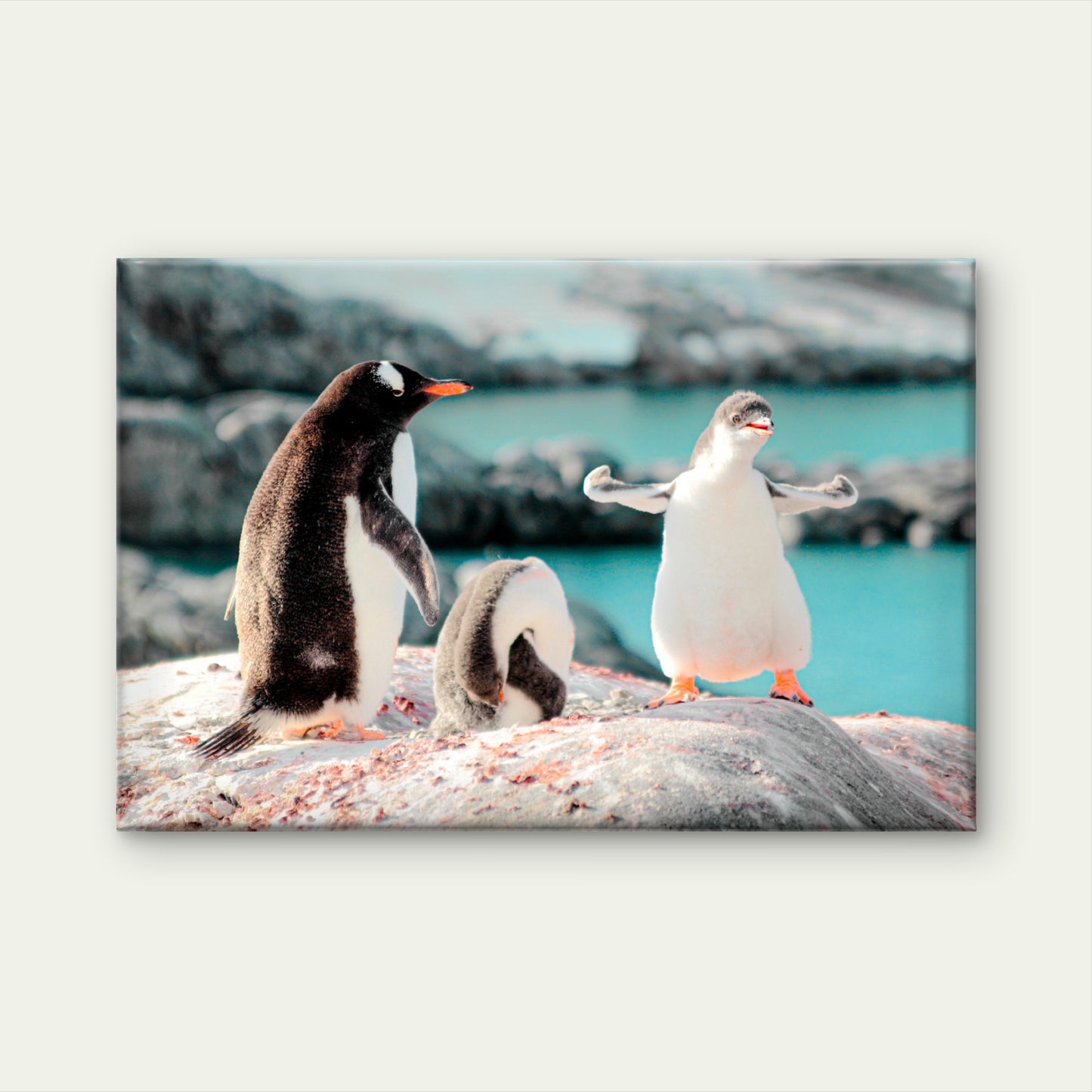 Cute Gentoo Baby Penguins on Rocks Black and White Birds  Wall Art Decor 100% Australian Made