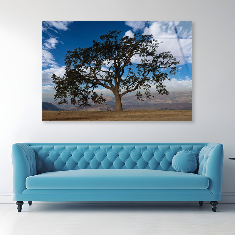 Lone Oak Tree with Clouds in California Acrylic Glass Print Tempered Glass Wall Art 100% Made in Australia Ready to Hang