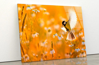 Little Bird Yellow Tit Flies Over a Field  Acrylic Glass Print Tempered Glass Wall Art 100% Made in Australia Ready to Hang