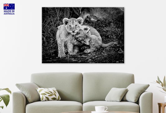 Black and White Cute Two Lion Cub Playing Together Wall Art Decor 100% Australian Made