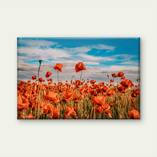 Remember for Anzac Historic war memory Poppy Field Australia Wall Art Decor 100% Australian Made