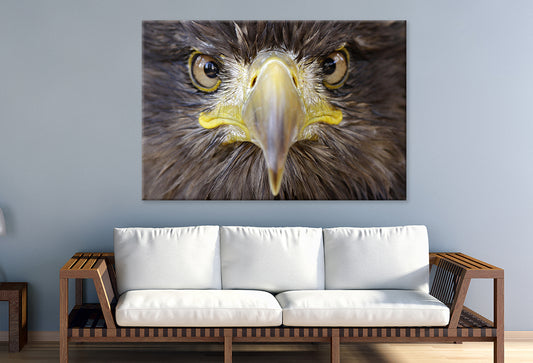 Sea Eagle Portrait Wall Art Decor 100% Australian Made