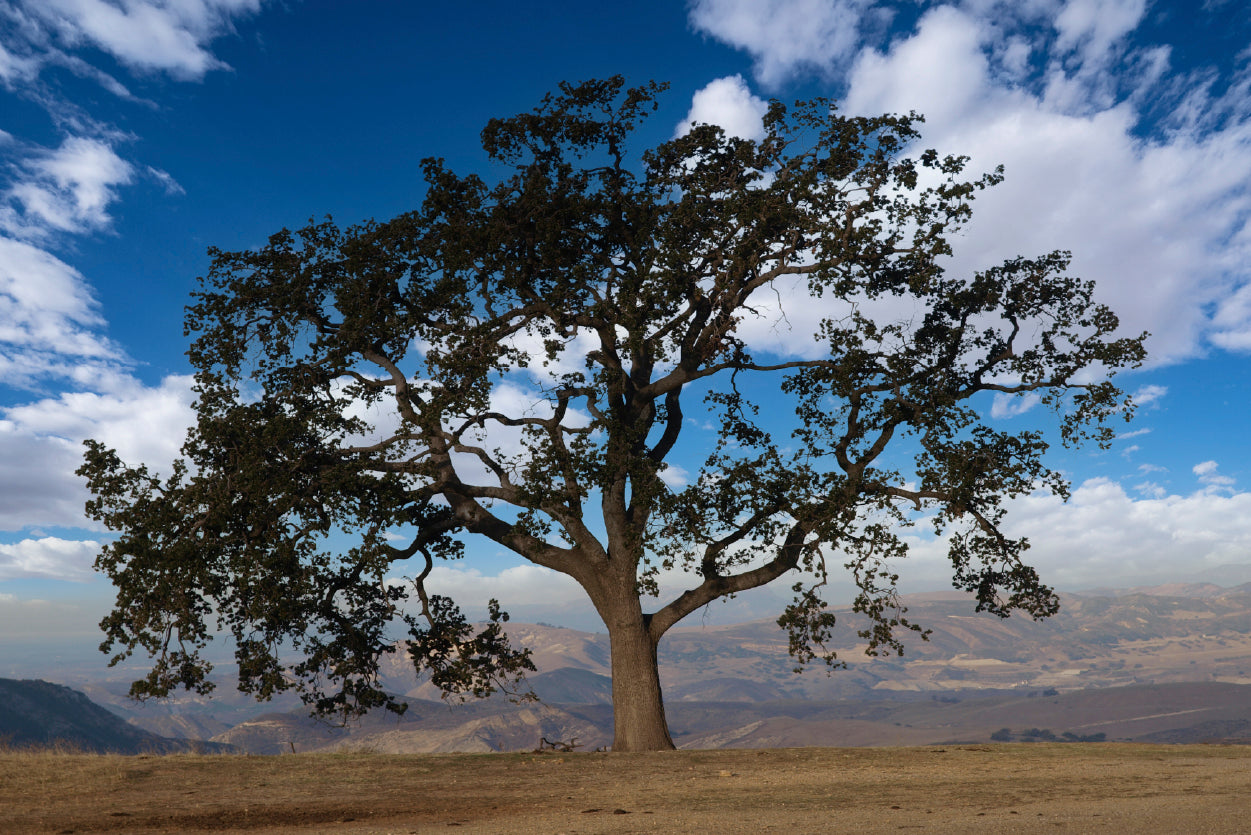 Lone Oak Tree with Clouds in California Home Decor Premium Quality Poster Print Choose Your Sizes