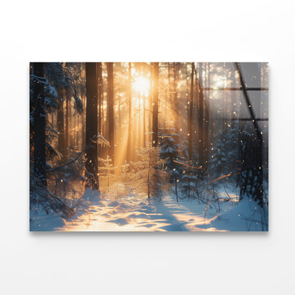 Snowy Forest with Trees through Sunlight Acrylic Glass Print Tempered Glass Wall Art 100% Made in Australia Ready to Hang