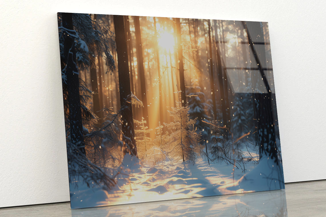 Snowy Forest with Trees through Sunlight Acrylic Glass Print Tempered Glass Wall Art 100% Made in Australia Ready to Hang