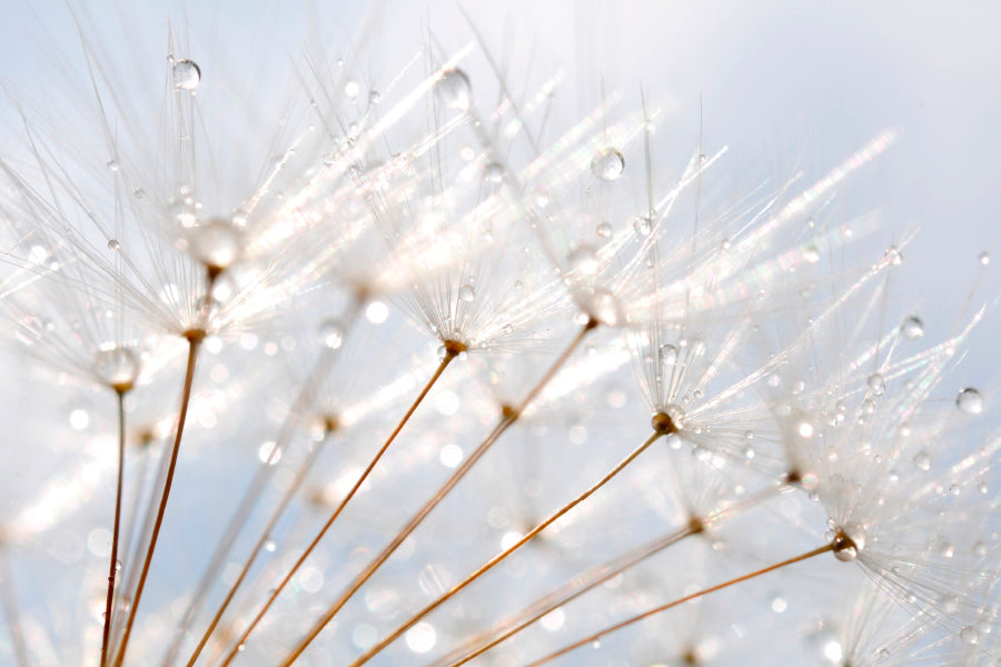 Water Droplet on Dandelion Seeds Wall Art Decor 100% Australian Made