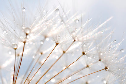 Water Droplet on Dandelion Seeds Wall Art Decor 100% Australian Made