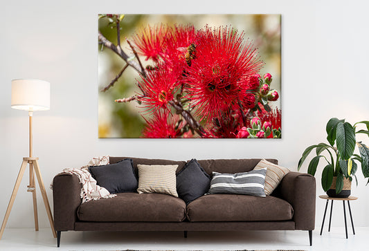 Vibrant Red Bottlebrush Attracts Busy Bees In Sydney Australia Wall Art Decor 100% Australian Made