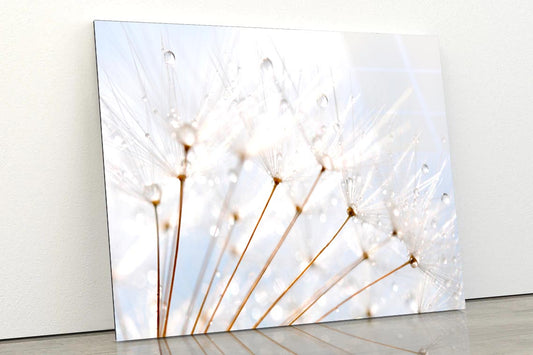 Water Droplet on Dandelion Seeds Acrylic Glass Print Tempered Glass Wall Art 100% Made in Australia Ready to Hang