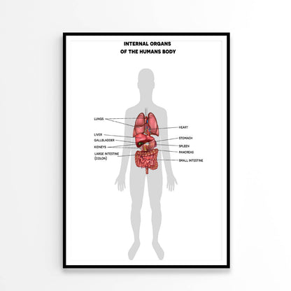 Human Internal Organs Info Illustration Home Decor Premium Quality Poster Print Choose Your Sizes