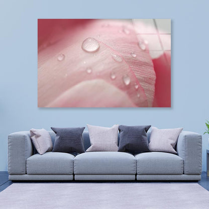 Pink Flower With Water Drops Acrylic Glass Print Tempered Glass Wall Art 100% Made in Australia Ready to Hang