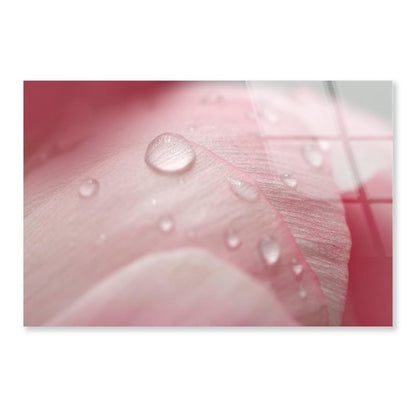 Pink Flower With Water Drops Acrylic Glass Print Tempered Glass Wall Art 100% Made in Australia Ready to Hang