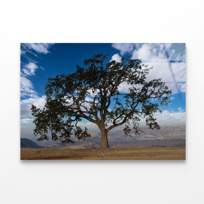 Lone Oak Tree with Clouds in California Acrylic Glass Print Tempered Glass Wall Art 100% Made in Australia Ready to Hang