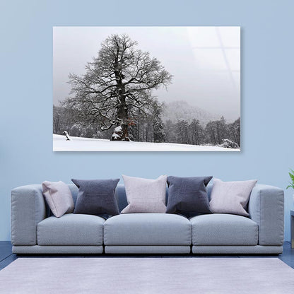 Oak Tree with Forest Scenery Acrylic Glass Print Tempered Glass Wall Art 100% Made in Australia Ready to Hang