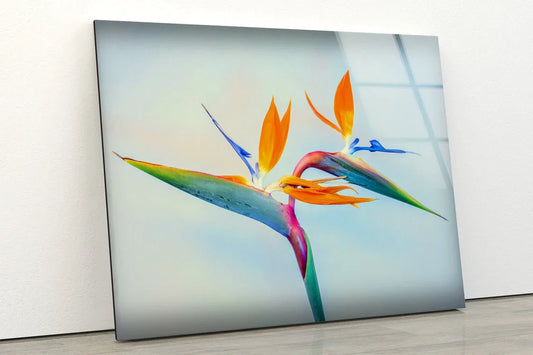 Colorful Flower Closeup UV Direct Aluminum Print Australian Made Quality