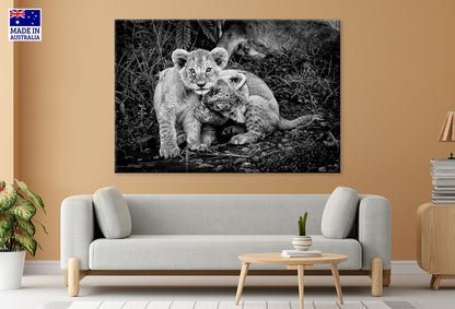 Black and White Cute Two Lion Cub Playing Together Wall Art Decor 100% Australian Made