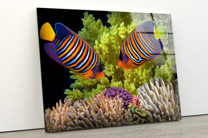 Colorful Fish UV Direct Aluminum Print Australian Made Quality