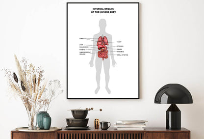 Human Internal Organs Info Illustration Home Decor Premium Quality Poster Print Choose Your Sizes