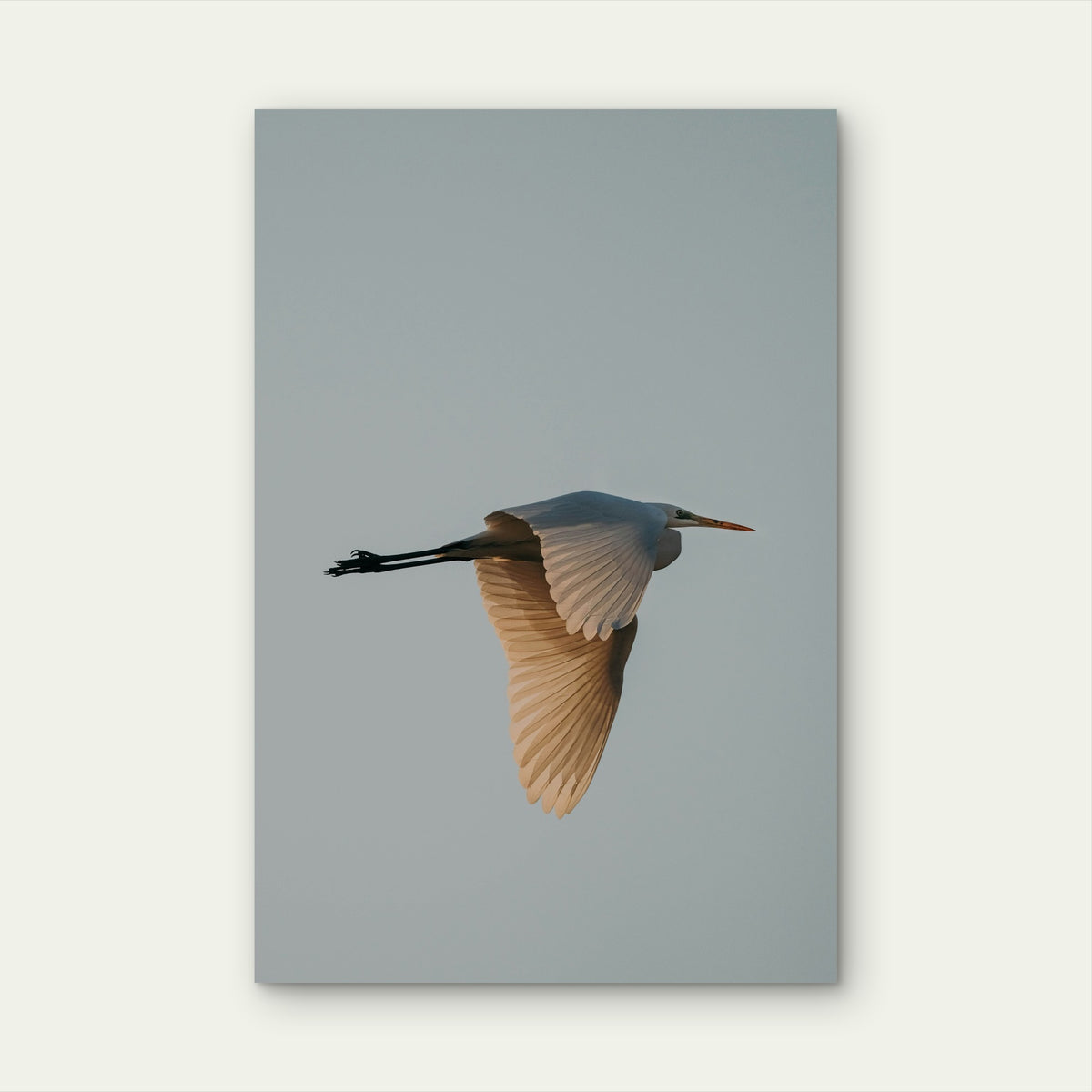 A Great Egret in Flight Against a Pale Sky 60x90cm Metal Print Ready to Hang
