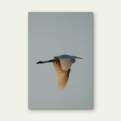 A Great Egret in Flight Against a Pale Sky 60x90cm Metal Print Ready to Hang