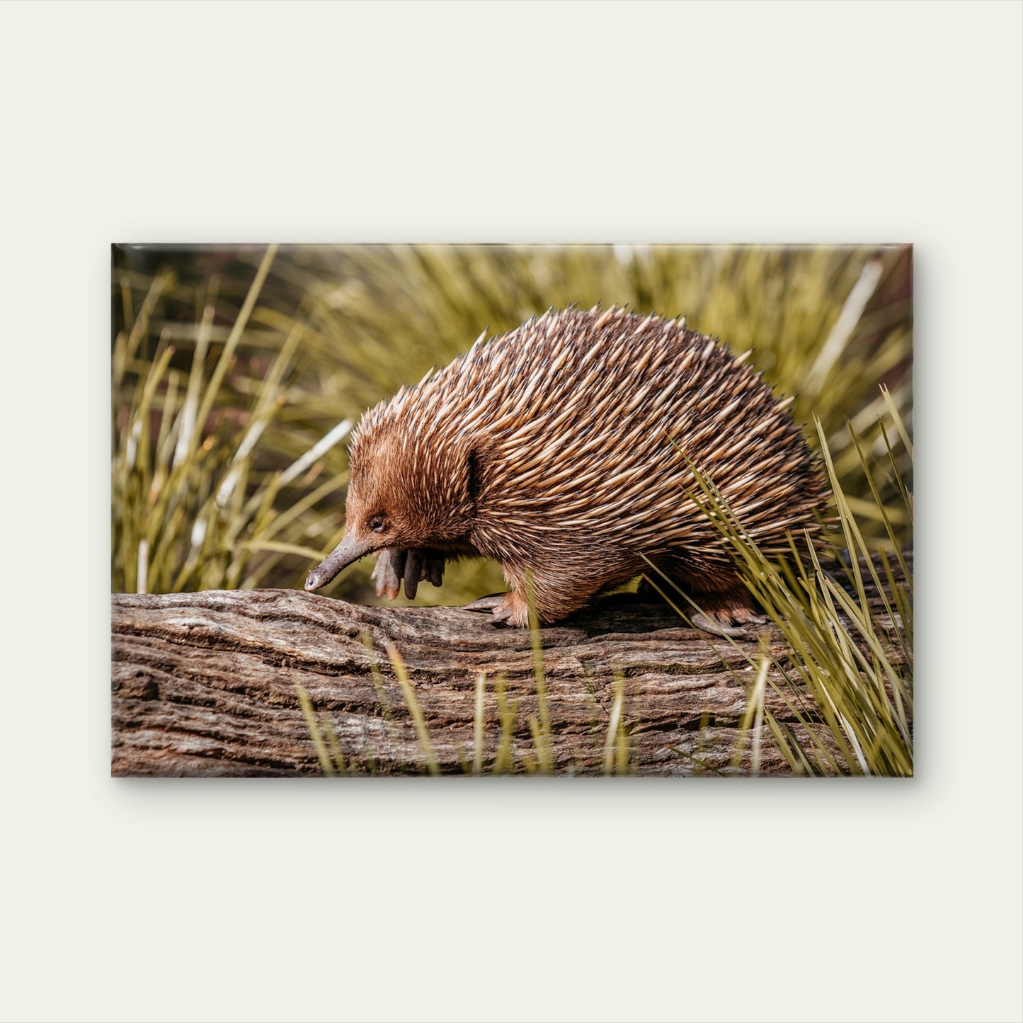 Echidna Australia Wildlife Wall Art Decor 100% Australian Made