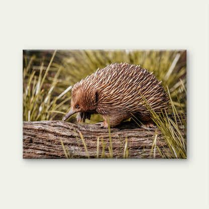 Echidna Australia Wildlife Wall Art Decor 100% Australian Made