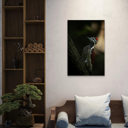 Red Backed Flameback 60x90cm Metal Print Ready to Hang