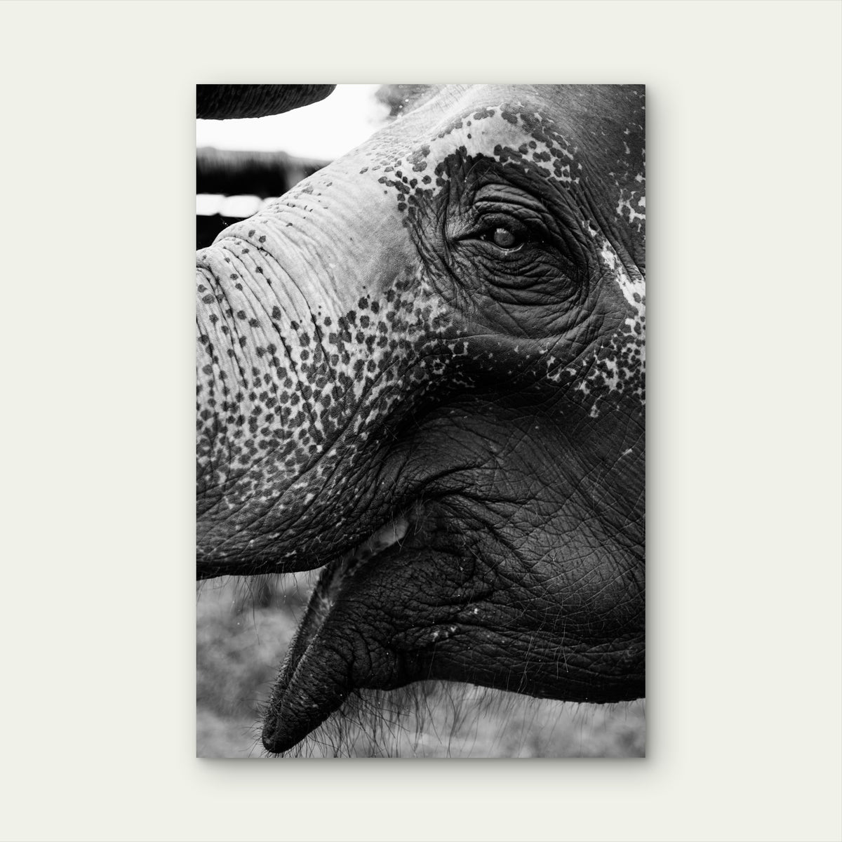 Closeup Thai Elephant 40x60cm Metal Print Ready to Hang