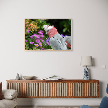 Australian Native Galah Bird Wall Art Decor 100% Australian Made