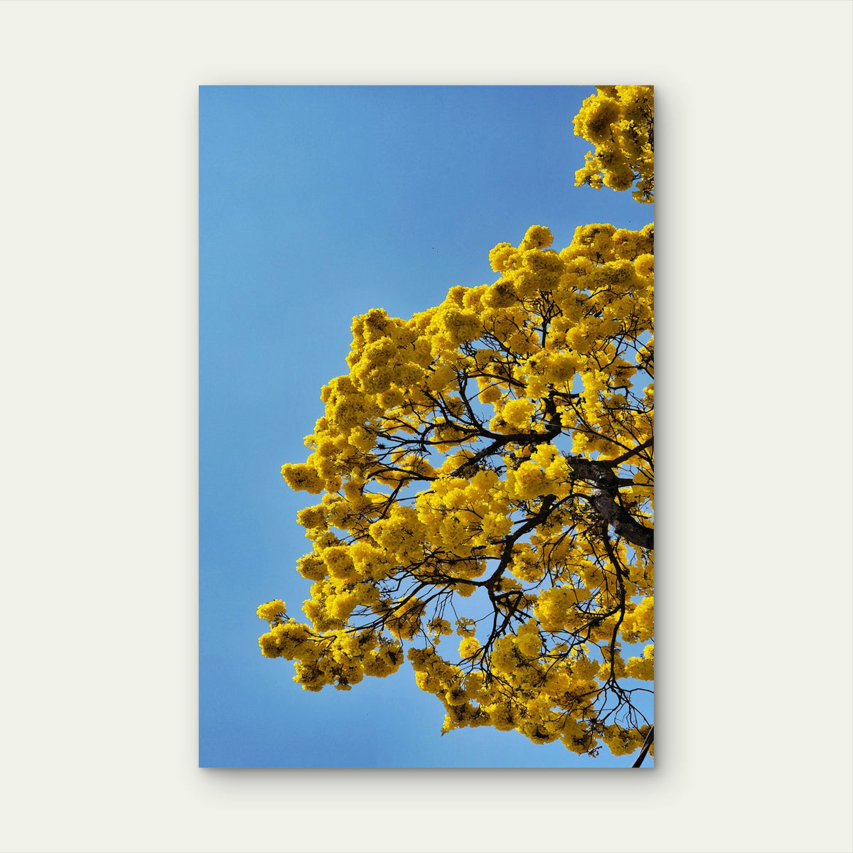 Vibrant Yellow Flowers Of A Golden Trumpet Tree 40x60cm Metal Print Ready to Hang