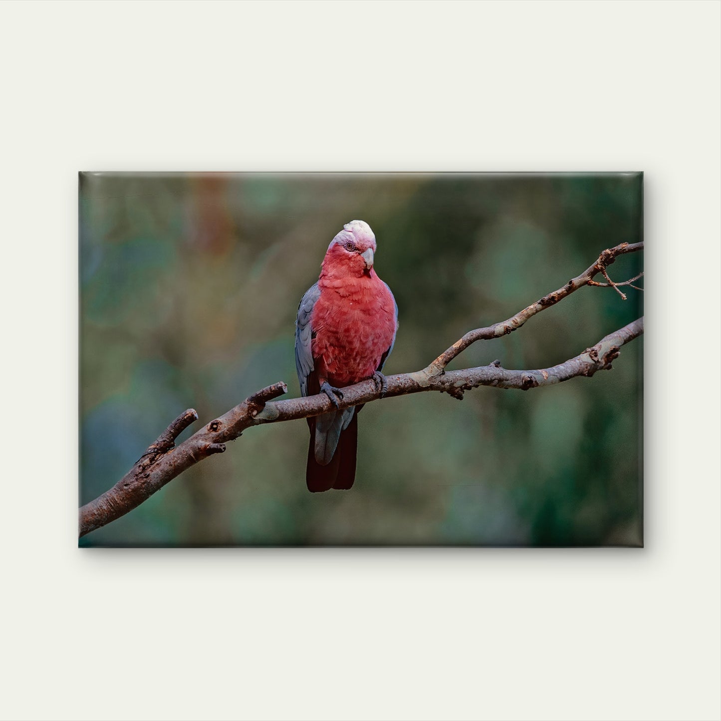 Galah South East Queensland Wall Art Decor 100% Australian Made