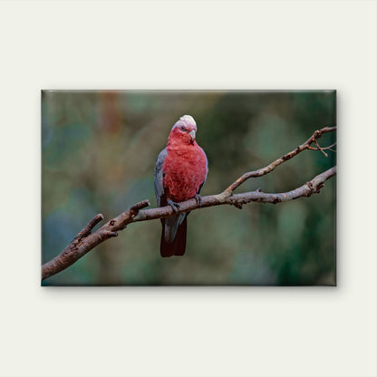 Galah South East Queensland Wall Art Decor 100% Australian Made