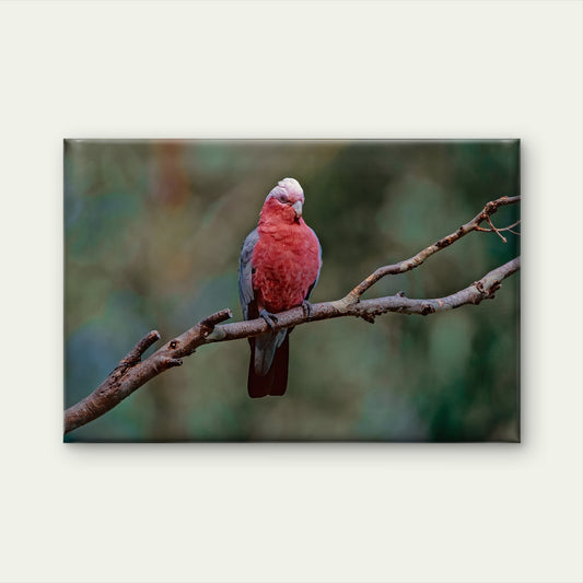 Galah South East Queensland Wall Art Decor 100% Australian Made