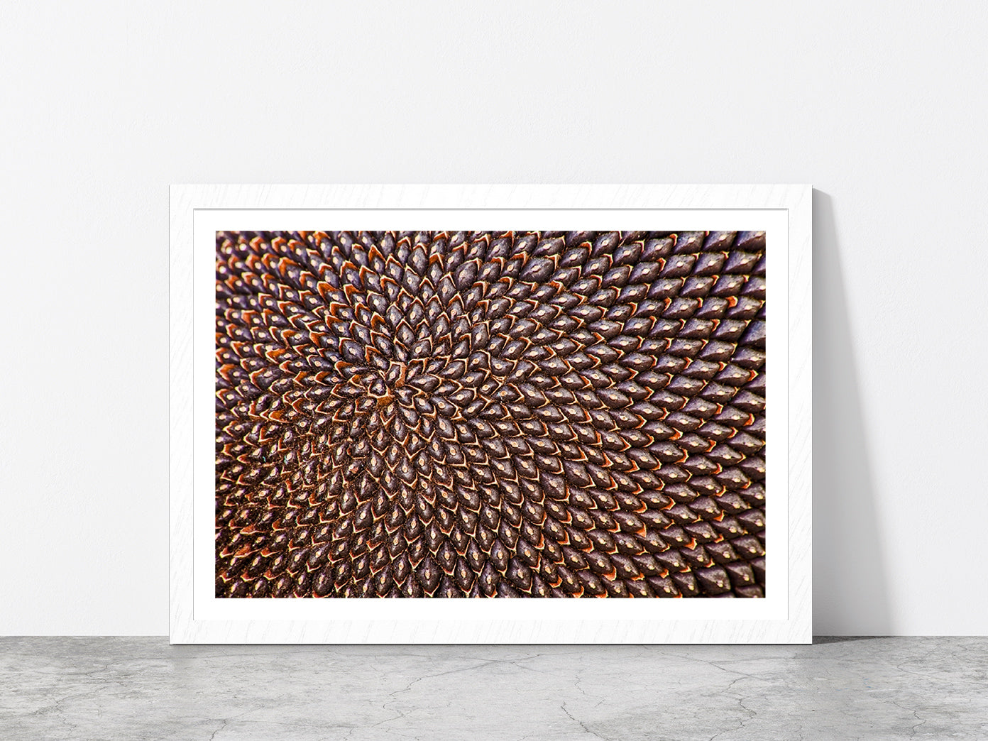 Ripe Sunflower Seeds Glass Framed Wall Art, Ready to Hang Quality Print With White Border White