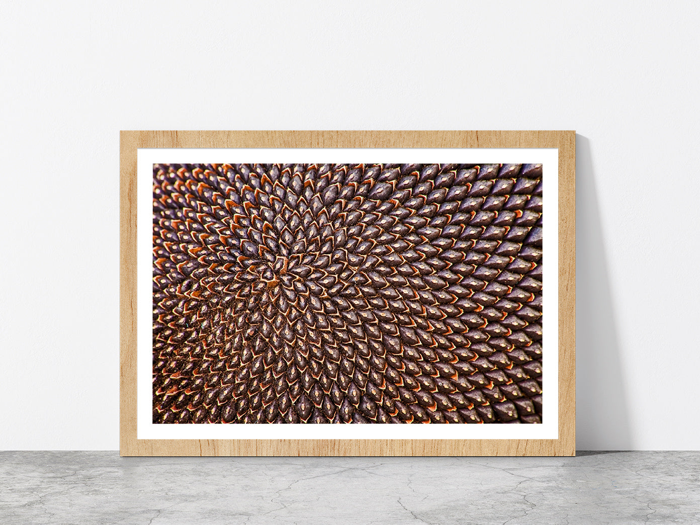 Ripe Sunflower Seeds Glass Framed Wall Art, Ready to Hang Quality Print With White Border Oak