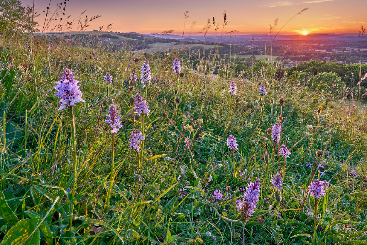 View of Grassland with Orchids, Mountains Home Decor Premium Quality Poster Print Choose Your Sizes