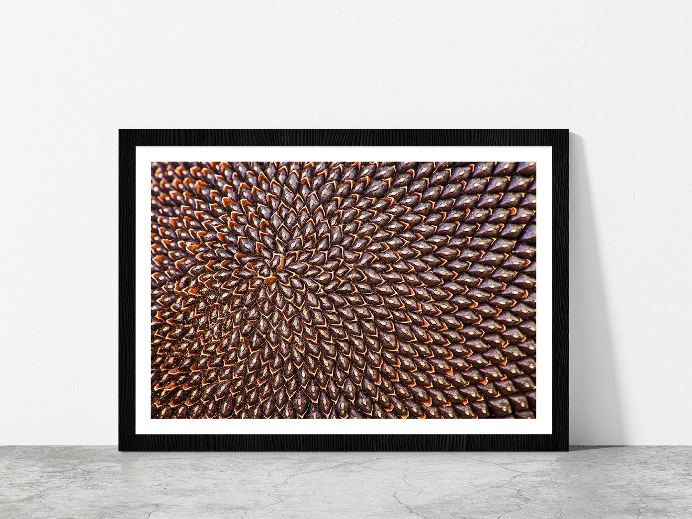 Ripe Sunflower Seeds Glass Framed Wall Art, Ready to Hang Quality Print With White Border Black