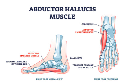 Abductor Hallucis Muscle with Leg Home Decor Premium Quality Poster Print Choose Your Sizes