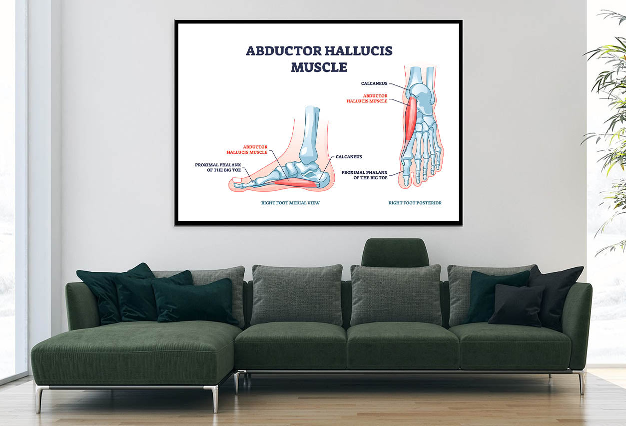 Abductor Hallucis Muscle with Leg Home Decor Premium Quality Poster Print Choose Your Sizes