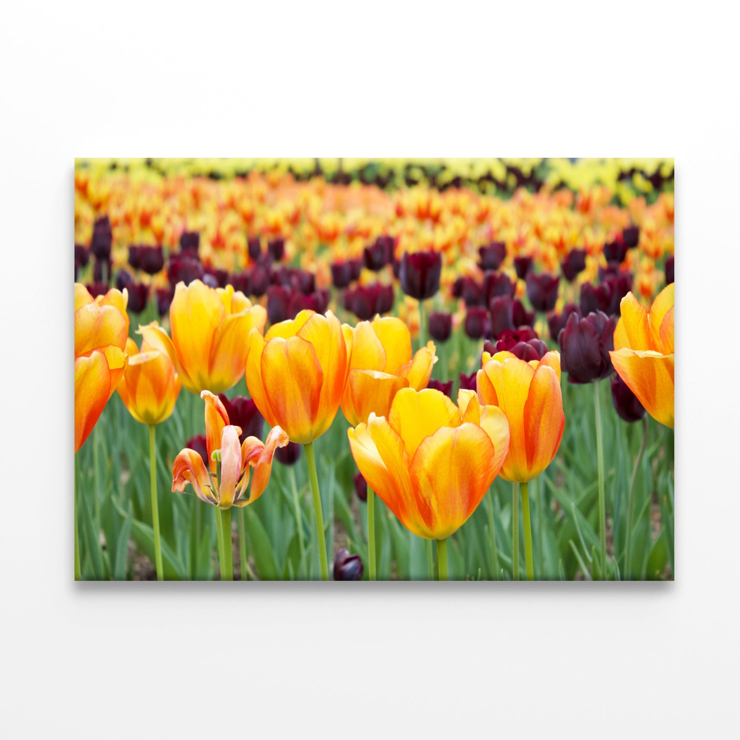 Flowers in Hot Springs Arkansas Wall Art Decor 100% Australian Made