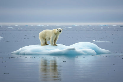 Polar Bear Ice Svalbard Norway Wall Art Decor 100% Australian Made