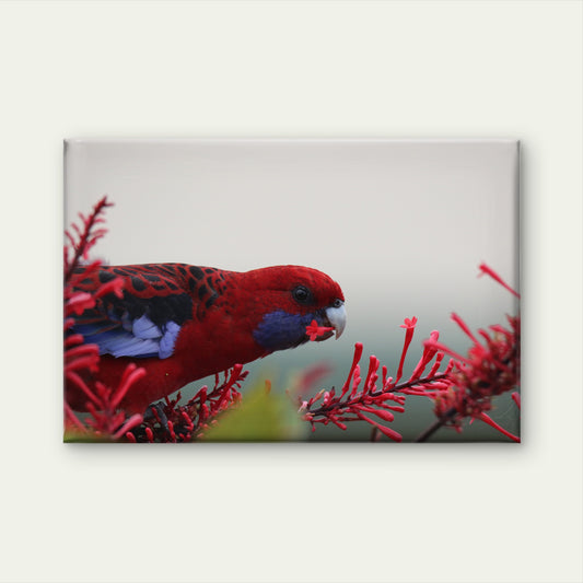 Crimson Rosella South Coast NSW Wall Art Decor 100% Australian Made