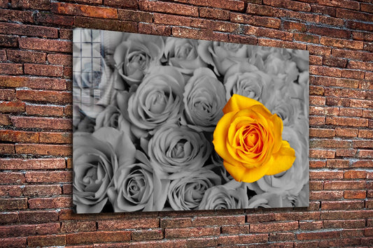 Yellow Rose B&W Roses UV Direct Aluminum Print Australian Made Quality