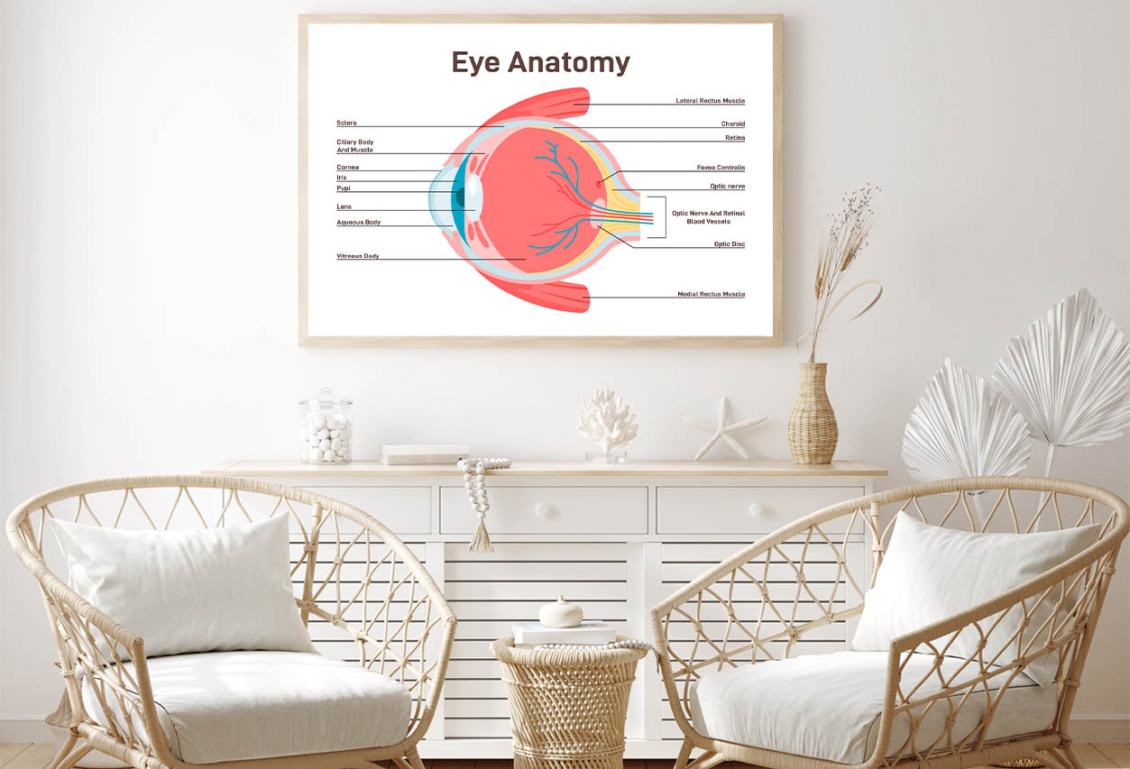 Human Vision Organ Cross Section Home Decor Premium Quality Poster Pri