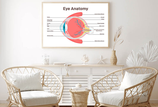 Human Vision Organ Cross Section Home Decor Premium Quality Poster Print Choose Your Sizes