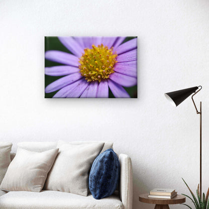 Australian Native Brachyscome Daisy Wall Art Decor 100% Australian Made